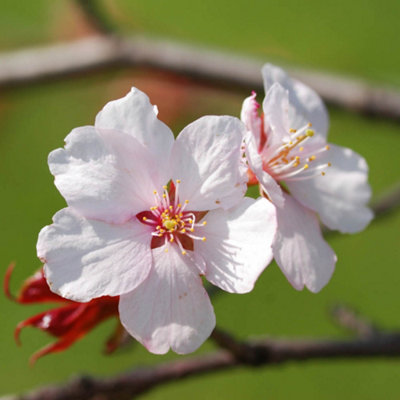 Cherry blossom SVG Sakura flowers newest Svg