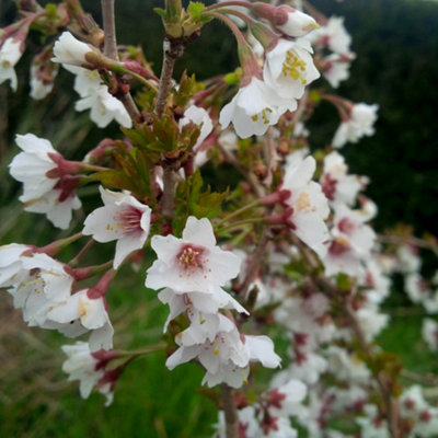 2 x Ornamental Prunus incisa 'Kojo-no-Mai' Fuji Cherry Tree in a 9cm Pot Established Garden Ready Plants for Gardens - 3