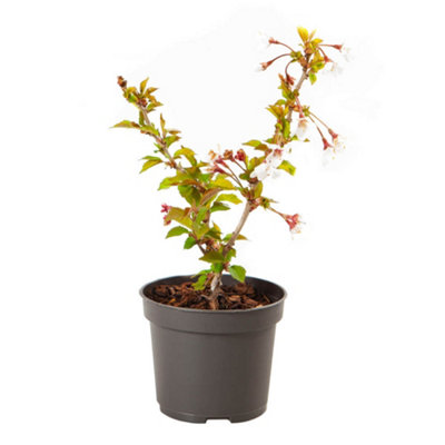 2 x Ornamental Prunus incisa 'Kojo-no-Mai' Fuji Cherry Tree in a 9cm Pot Established Garden Ready Plants for Gardens - 4