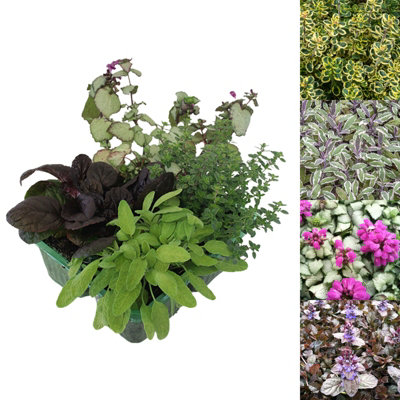 2 x Packs Hardy Patio Year Round Mix - Hardy Garden Ready Outdoor Perennial Rockery Shrubs - UK Grown Alpine Foliage Plants