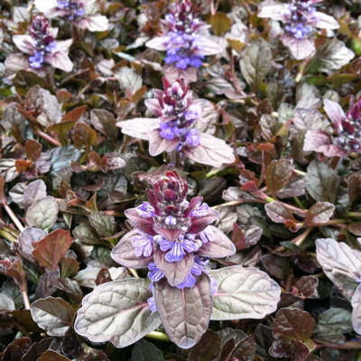 2 x Packs Hardy Patio Year Round Mix - Hardy Garden Ready Outdoor Perennial Rockery Shrubs - UK Grown Alpine Foliage Plants
