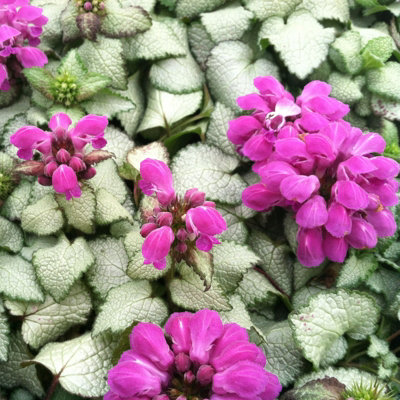 2 x Packs Hardy Patio Year Round Mix - Hardy Garden Ready Outdoor Perennial Rockery Shrubs - UK Grown Alpine Foliage Plants - 3