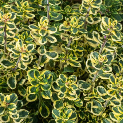 2 x Packs Hardy Patio Year Round Mix - Hardy Garden Ready Outdoor Perennial Rockery Shrubs - UK Grown Alpine Foliage Plants - 4