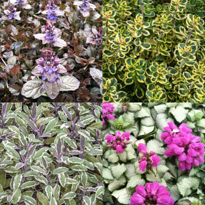 2 x Packs Hardy Patio Year Round Mix - Hardy Garden Ready Outdoor Perennial Rockery Shrubs - UK Grown Alpine Foliage Plants - 6