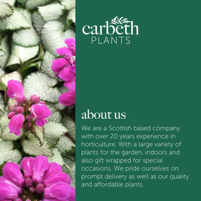 2 x Packs Hardy Patio Year Round Mix - Hardy Garden Ready Outdoor Perennial Rockery Shrubs - UK Grown Alpine Foliage Plants - 7