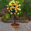 2 x Patio Standard Yellow Roses - Pair of Yellow 60-70cm Tall Bare Root - Rose Bushes for Gardens