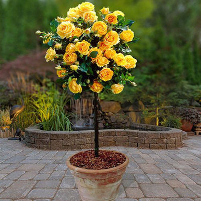 2 x Patio Standard Yellow Roses - Pair of Yellow 60-70cm Tall Bare Root ...