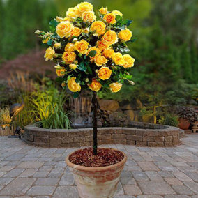 2 x Patio Standard Yellow Roses - Pair of Yellow 60-70cm Tall Bare Root - Rose Bushes for Gardens