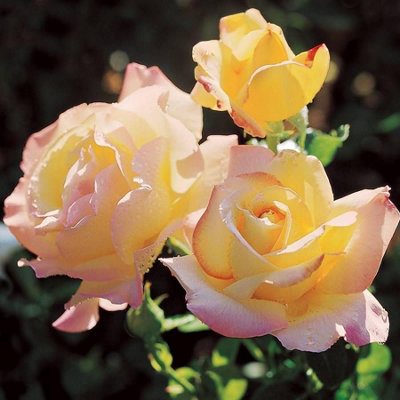 2 x Peace Two-Toned Hybrid Tea Scented Rose Bush in 3 Litre Pot - Ready to Plant