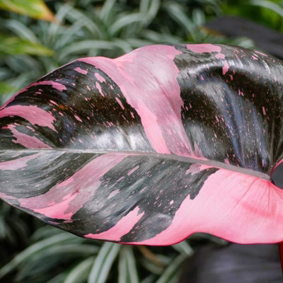 2 x Philodendron Pink Princess Mini Indoor Plant in 6cm Pots - Blushing Philodendron Houseplant - Pink and Green Variegated Leaves