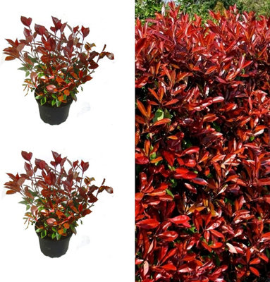 2 x Photinia Little Red Robin Plants in 9cm Pots - Evergreen Shrub for Garden