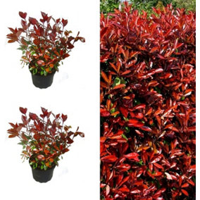 2 x Photinia Little Red Robin Plants in 9cm Pots - Evergreen Shrub for Garden