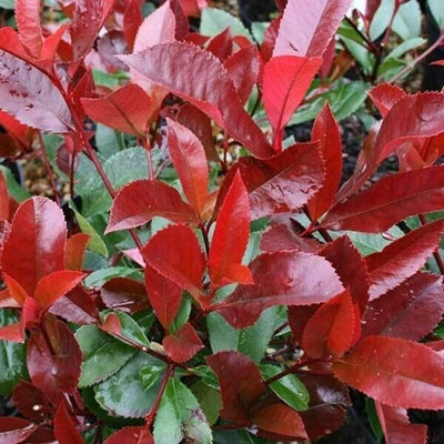 2 x Photinia Little Red Robin Plants in 9cm Pots - Evergreen Shrub for Garden