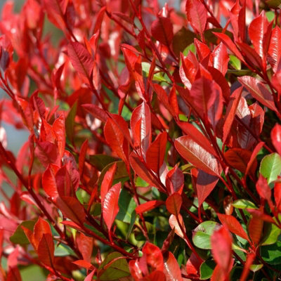 2 x Photinia Little Red Robin Plants in 9cm Pots - Evergreen Shrub for Garden - 3