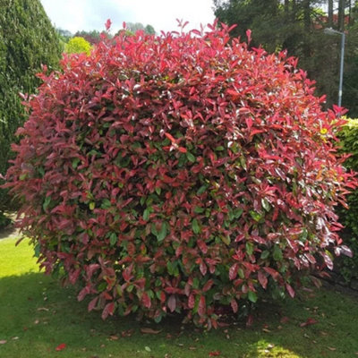 2 x Photinia Little Red Robin Plants in 9cm Pots - Evergreen Shrub for Garden - 4