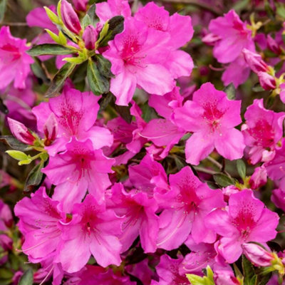 2 x Pink Japanese Azalea (20-30cm Height Including Pot) - Delicate Pink ...