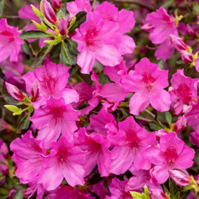 2 x Pink Japanese Azalea (20-30cm Height Including Pot) - Delicate Pink Blooms Evergreen