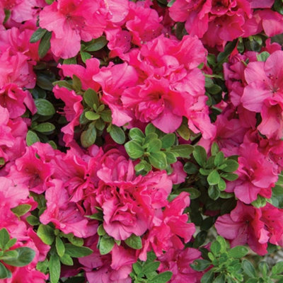 2 x Pink Japanese Azalea (20-30cm Height Including Pot) - Delicate Pink Blooms Evergreen