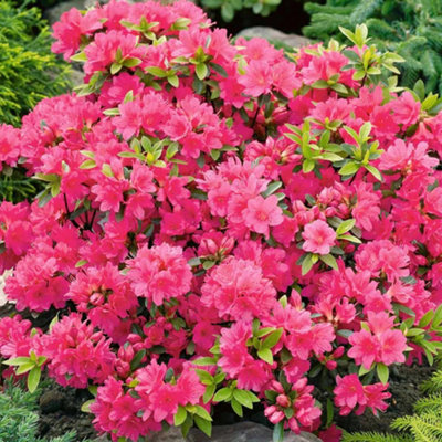 2 x Pink Japanese Azalea (20-30cm Height Including Pot) - Delicate Pink Blooms Evergreen - 3