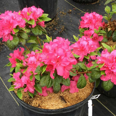 2 x Pink Japanese Azalea (20-30cm Height Including Pot) - Delicate Pink Blooms Evergreen - 4