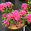 2 x Pink Japanese Azalea (20-30cm Height Including Pot) - Delicate Pink Blooms Evergreen