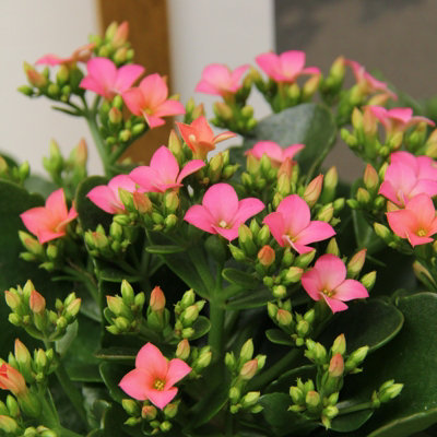 indoor plant pots self-watering Self-Watering Planter with Water Level Indicator main image 0