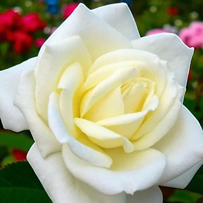2 x Polar Star Bare Root Rose - Fragrant, Hardy & Repeat Flowering Rose ...