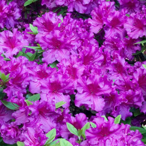 2 x Purple Japanese Azalea (20-30cm Height Including Pot) - Delicate Purple Blooms, Evergreen