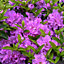 2 x Purple Japanese Azalea (20-30cm Height Including Pot) - Delicate Purple Blooms, Evergreen