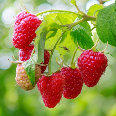 2 x Raspberry Glen Dee Fruit Plant in 9cm Pot - Easy Grow Fruit Bush ...
