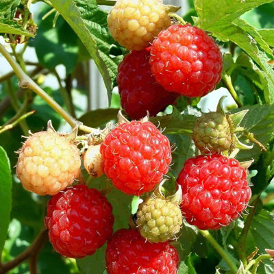 2 x Raspberry Rubus Tulameen in 11cm Pot - Heavy Yielding Fruit Bush ...