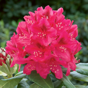 2 x Rhododendron Nova Zembla Plants - 15-20cm in Height - 9cm Pots