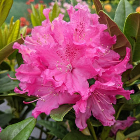 2 x Rhododendron Rocket Plants - 15-20cm in Height - 9cm Pots