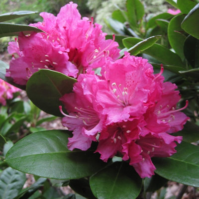 2 x Rhododendron Rocket Plants - 15-20cm in Height - 9cm Pots