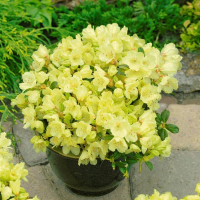 2 x Rhododendron Wren Plants in 9cm Pots - Flowering Shrubs for The Garden