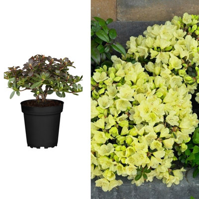 2 x Rhododendron Wren Plants in 9cm Pots - Flowering Shrubs for The Garden