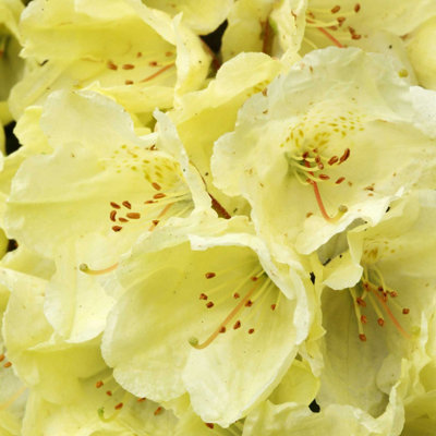 2 x Rhododendron Wren Plants in 9cm Pots - Flowering Shrubs for The Garden - 3