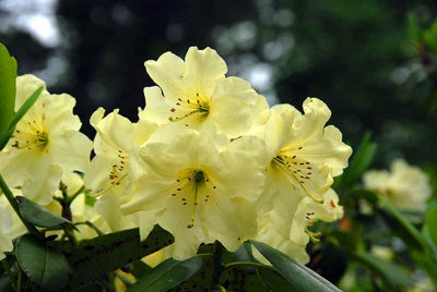 2 x Rhododendron Wren Plants in 9cm Pots - Flowering Shrubs for The Garden - 4