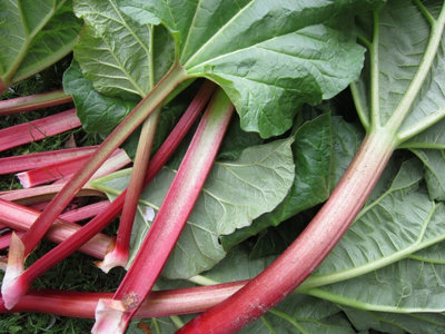 2 x Rhubarb Champagne Crown - Ready to Plant Rhubarb Plant for The Garden
