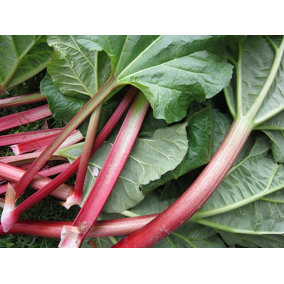 2 x Rhubarb Champagne Crown - Ready to Plant Rhubarb Plant for The Garden