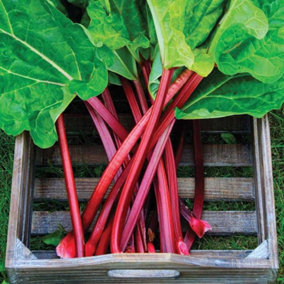 2 x Rhubarb Crown Holsteiner - Ready to Plant Rhubarb Plant Perfect for The UK