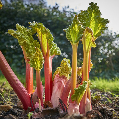 2 x Rhubarb Crowns Prince Albert - Ready to Plant - Rhubarb Plant ...