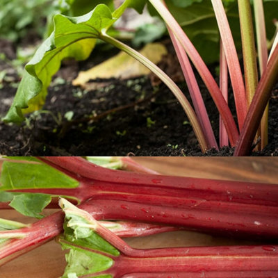 2 x Rhubarb 'Raspberry Red' - Ready to Plant - Rhubarb Plant Perfect for The UK