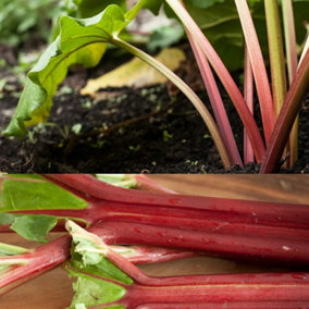2 x Rhubarb 'Raspberry Red' - Ready to Plant - Rhubarb Plant Perfect for The UK
