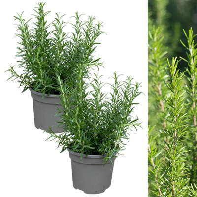 2 x Rosemary BBQ Herb Plant in 13cm Pots - Easy to Grow Rosmarinus Officinalis Barbecue - Aromatic Garden Ready Evergreen Shrub