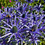 2 x Sea Holly  Eryngium planum 'Blue Hobbit' in a 9cm Pot Blue Coastal Plants for Gardens Hardy Wind Resistant Plants