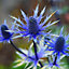 2 x Sea Holly  Eryngium planum 'Blue Hobbit' in a 9cm Pot Blue Coastal Plants for Gardens Hardy Wind Resistant Plants