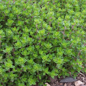 2 x Thyme Herb Plants in 14cm Pots - Varieties inc. Silver Queen & Lemon Thyme