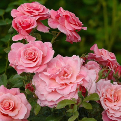 2 x Tickled Pink Bare Root Rose - A Graded Fragrant, Hardy & Repeat ...