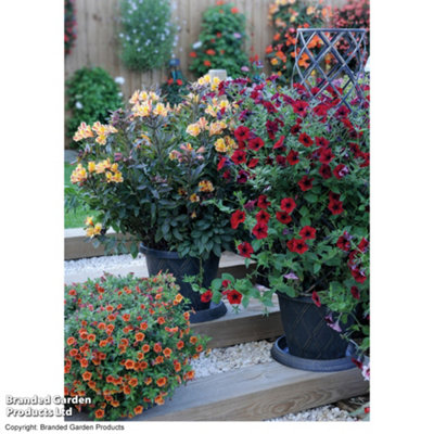 2 x Tower Pot Flower Planter with Trellis Frame for Climbing Plants - for  Gardens, Patios or